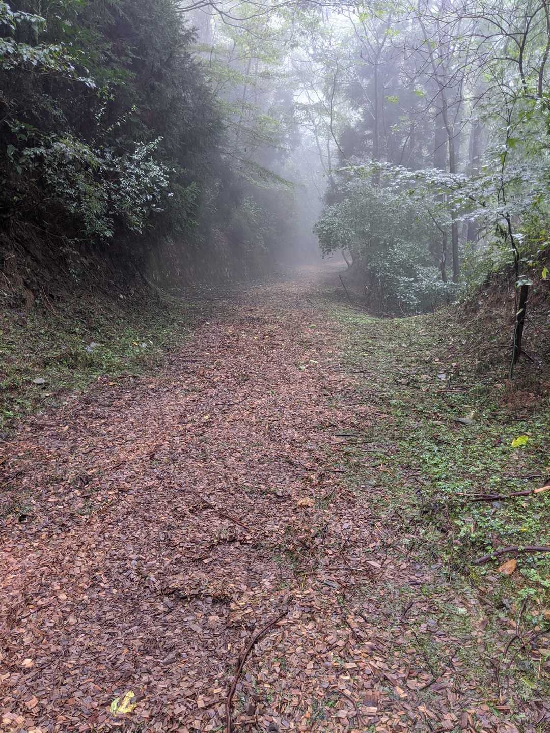 霧の落葉道