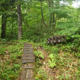 朝日岳への道へ、まずは兵馬の平湿原へ下る