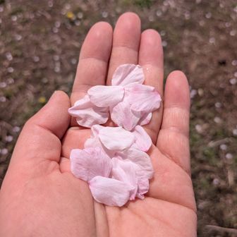 こんなにまだきれい🩷
もっとカピカピになるまで花のままでいてくれたら…とも思うけど、きれいなまま散るからこその儚さと美しさ🌸
ふと夏目雅子さんが脳裏に☺️