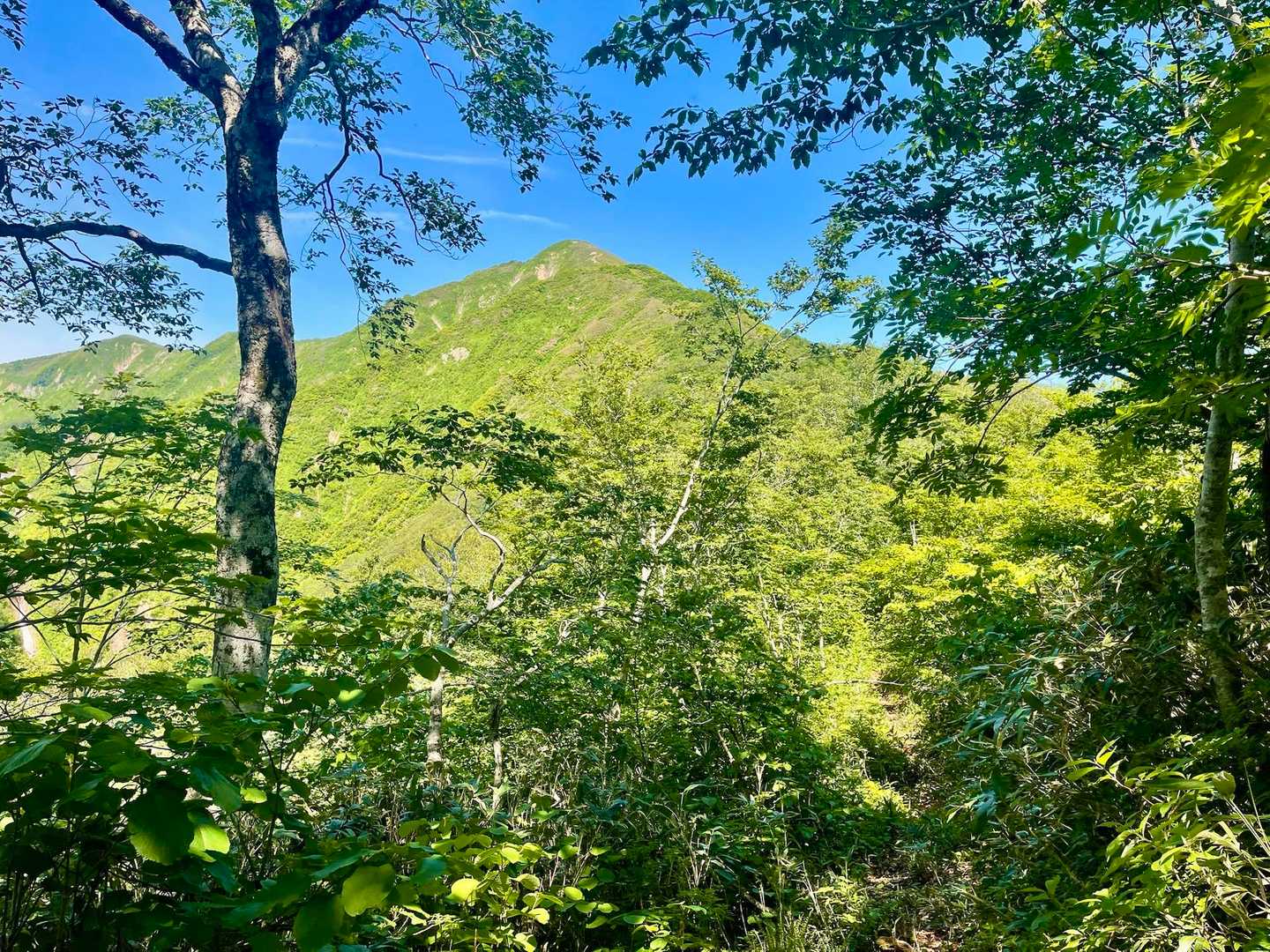 七合目を過ぎたら、小又山が見えてきました⤴️