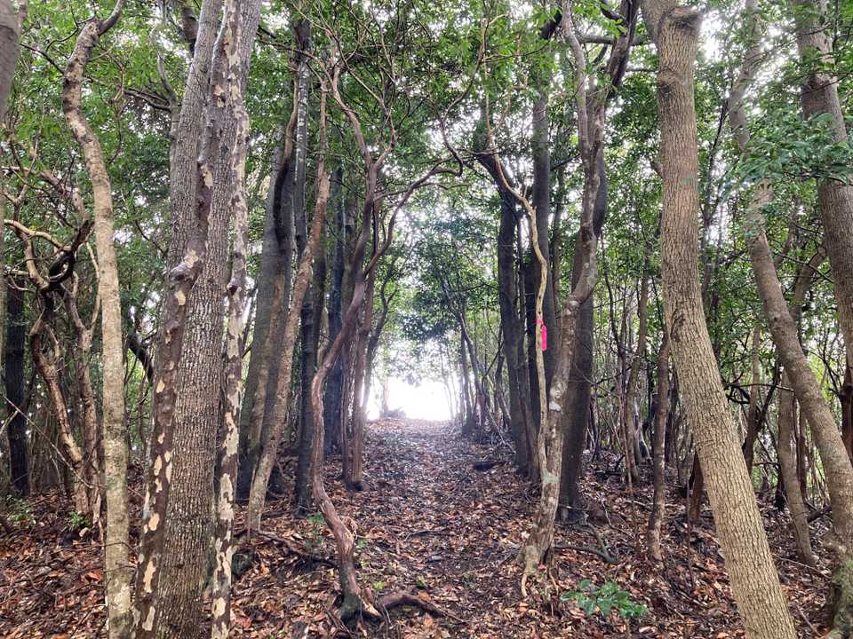 あそこが山頂か？