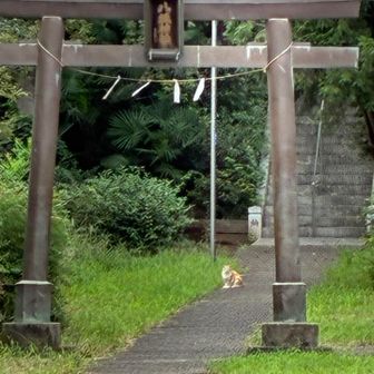 ネコちゃんかわいいでちゅね❤️‍🔥