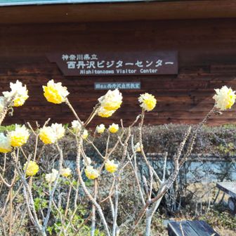 ビジターセンターにミツマタちゃん💛