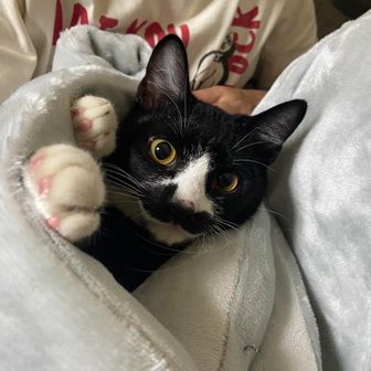 猫太郎