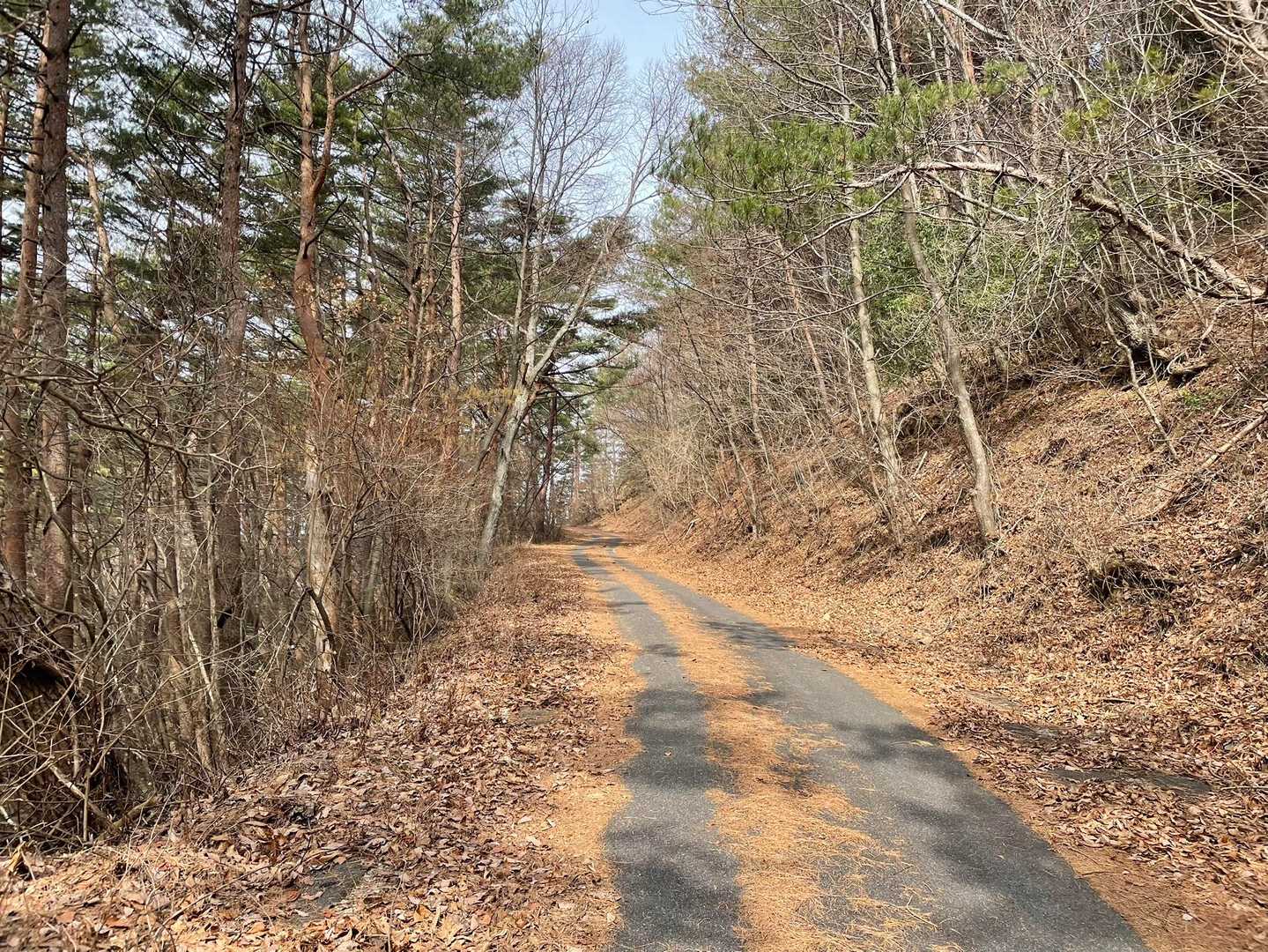 舗装路を歩く🥾
しばらく行くと舗装されてない林道に