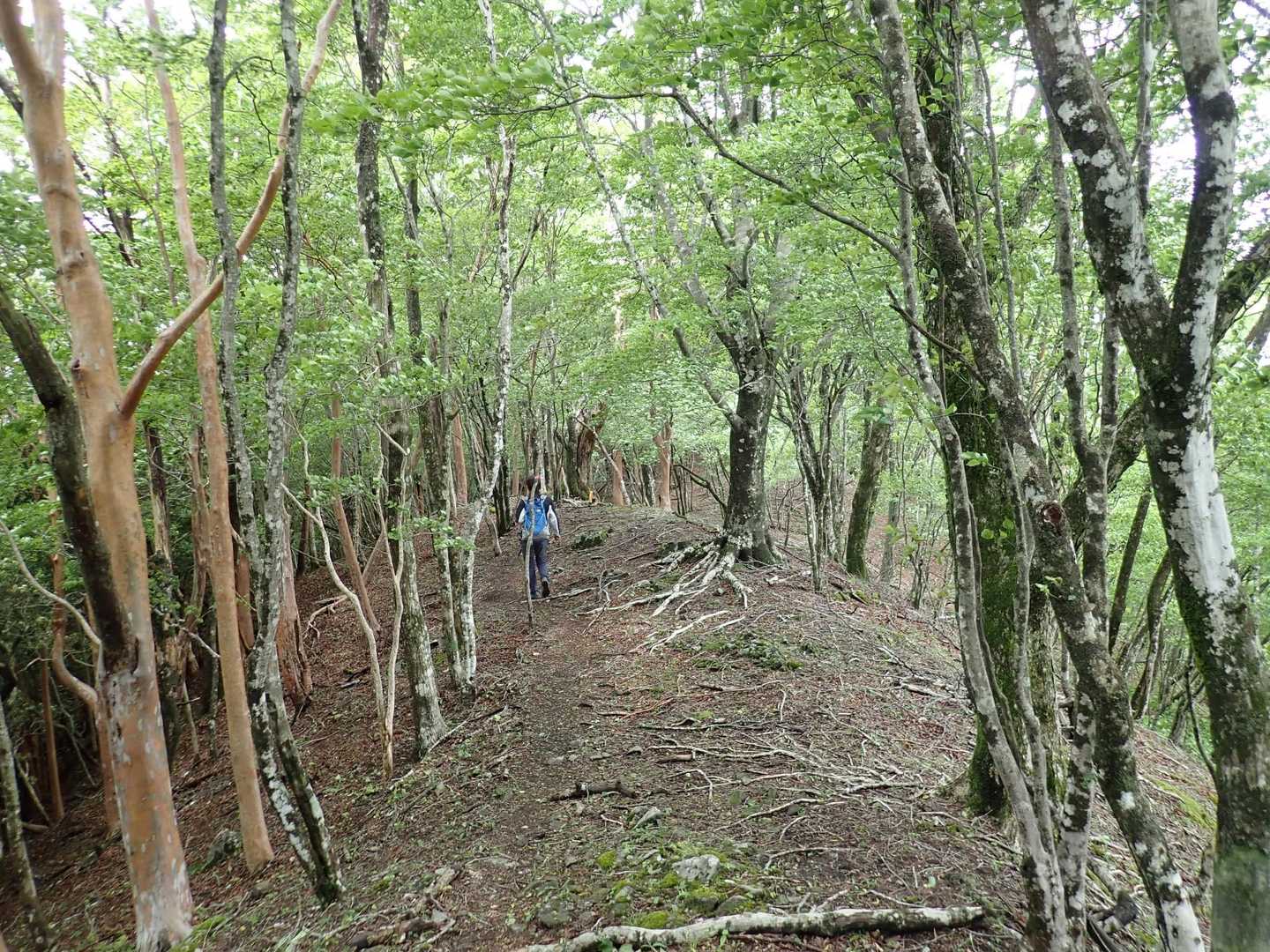 ブナ、ヒメシャラ等の穏やかな尾根道。