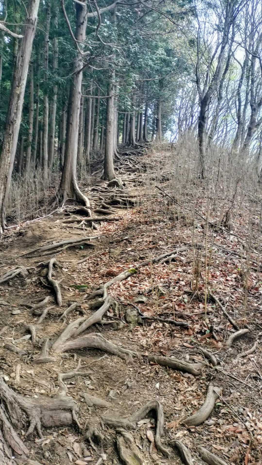 極上の急登①(۳˚Д˚)۳