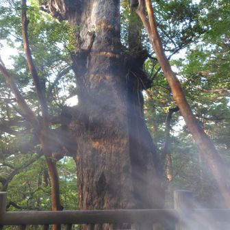 大王杉