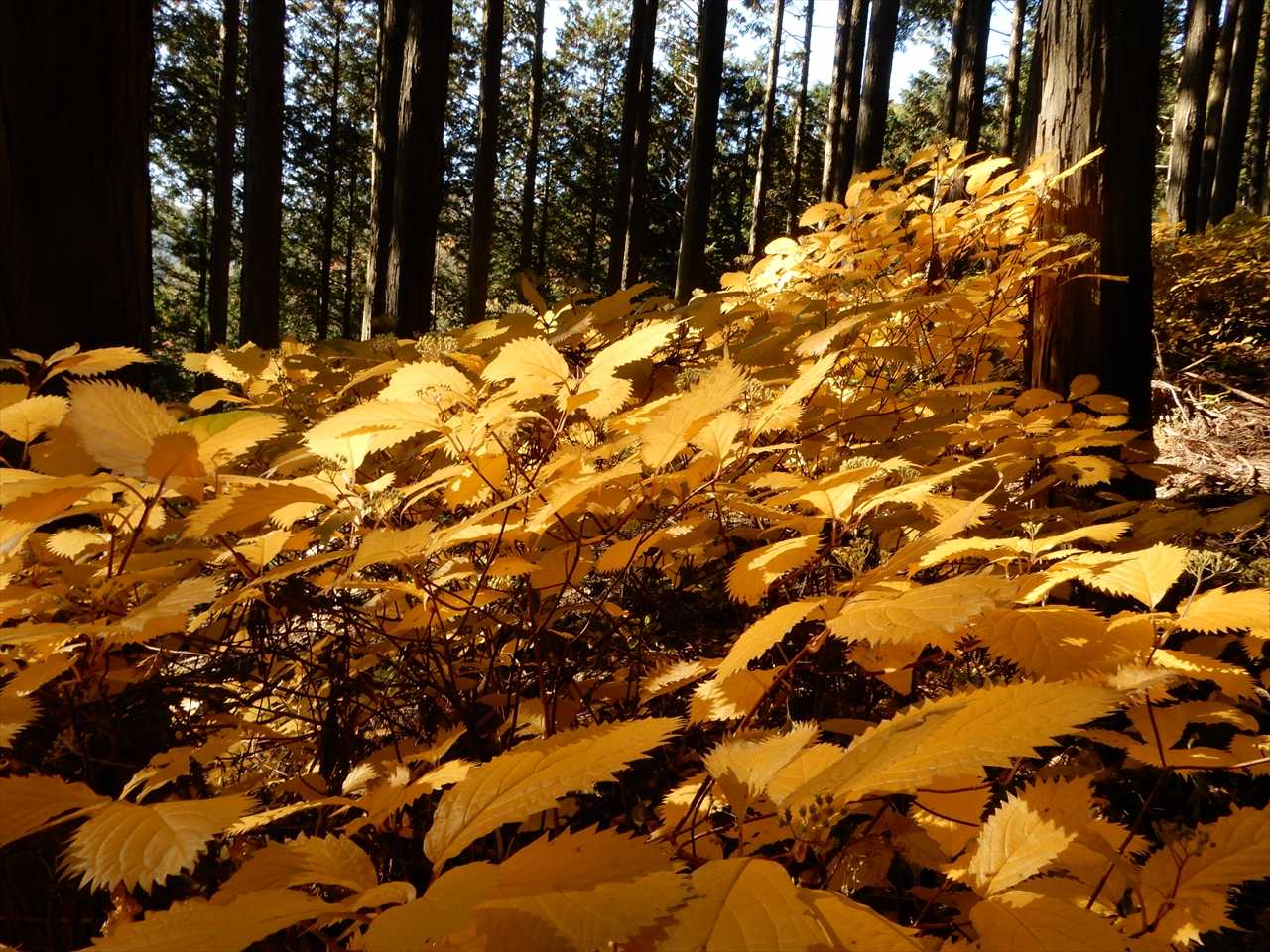 石尊山・高田山登山道入口-高田山 往復コースの写真