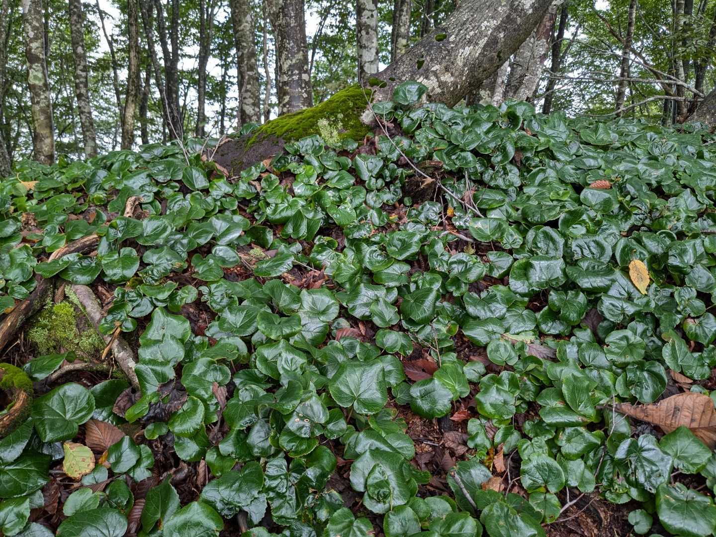 蘇武岳・大杉山 万場登山口-大杉山-蘇武岳-蘇武岳登山口 周回コースの写真