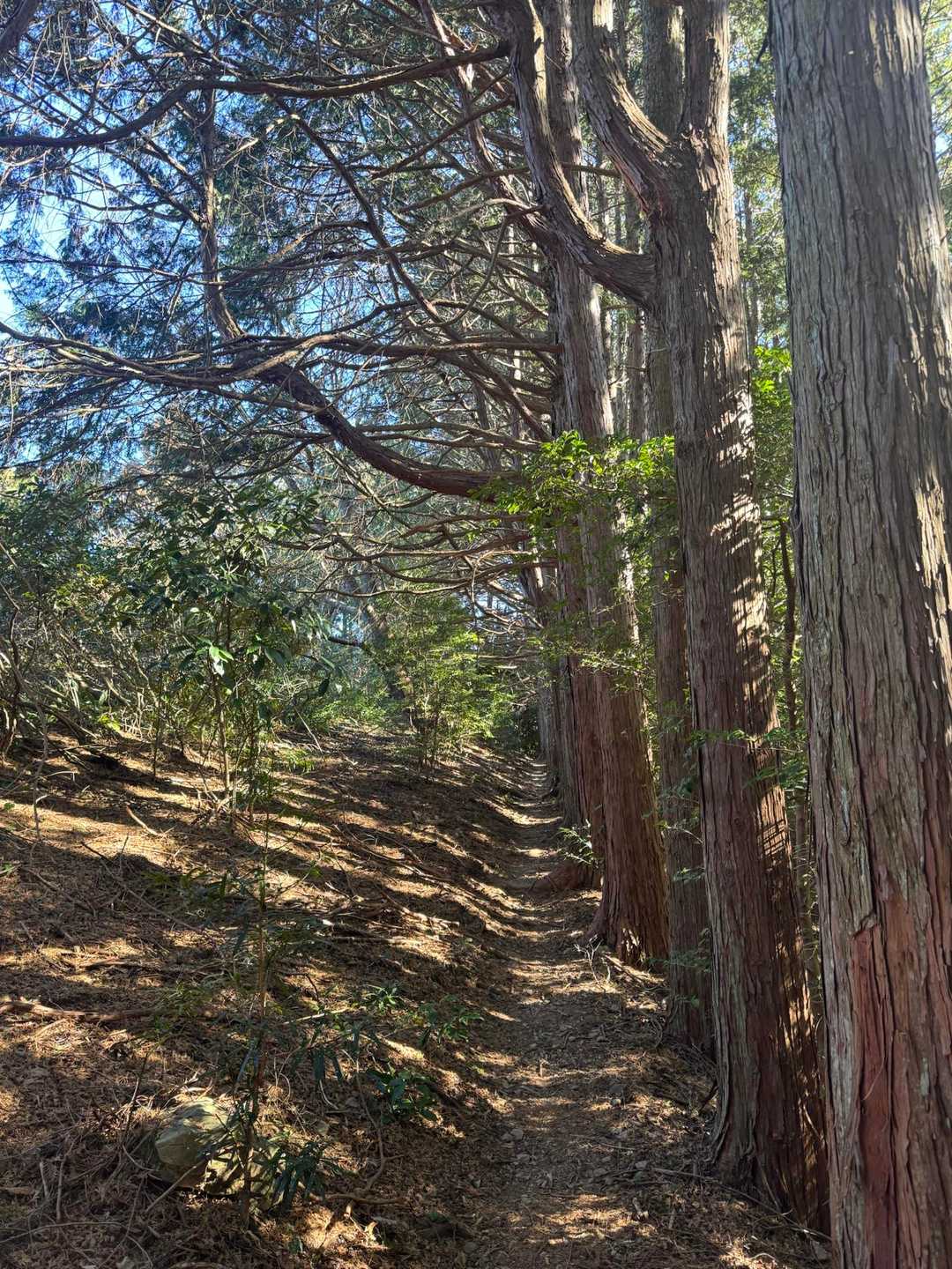 周囲の林も、手入れがされ気持ちいい登山道で、
このコースにして良かった‼️