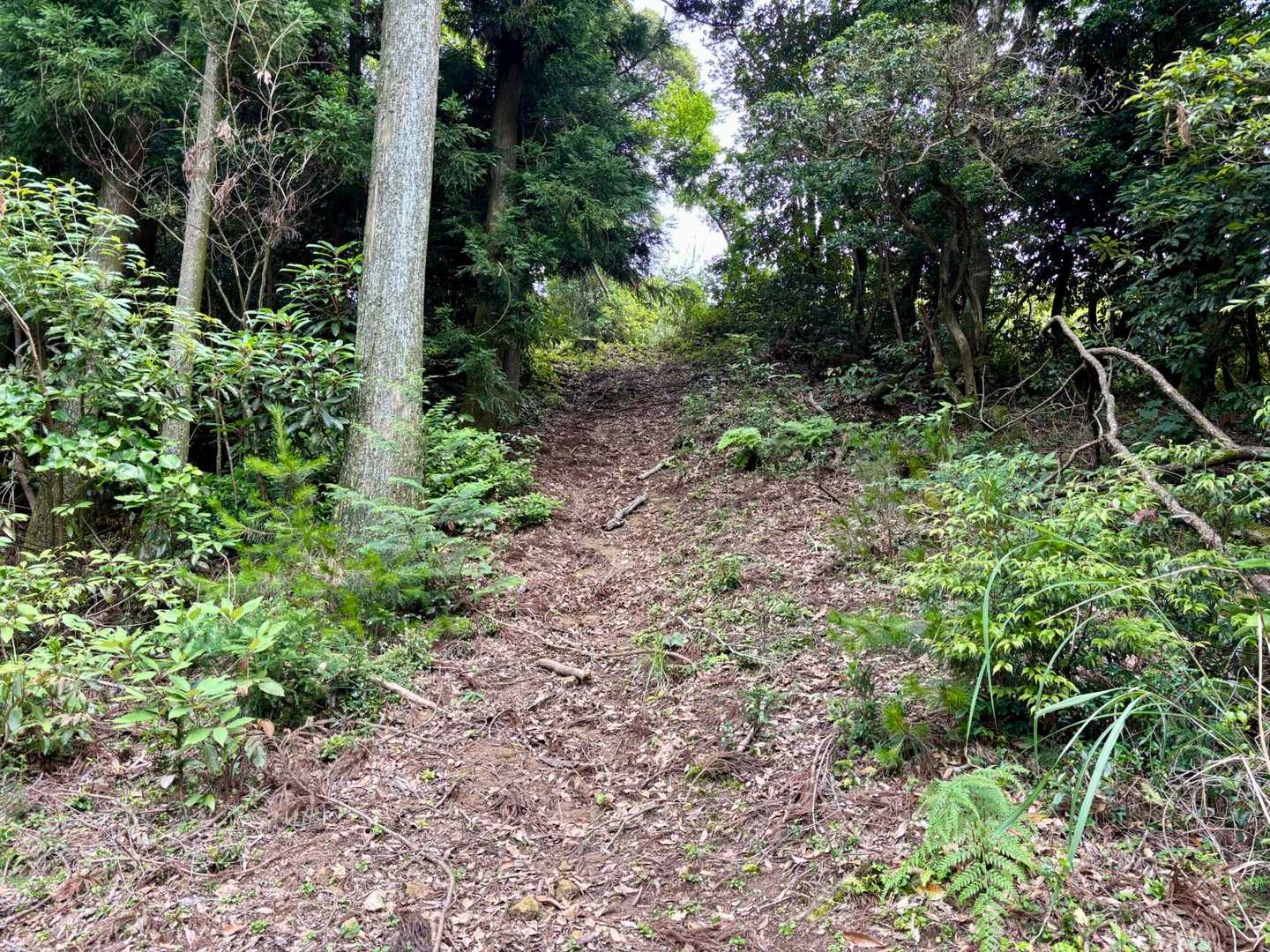 もうね、ここから山頂までのアップダウンがきつかった
疲れが溜まってるのか足が重い、動いてくれと何度鼓舞したことか