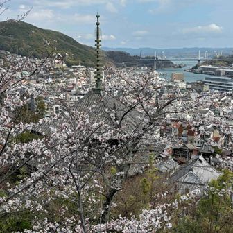 定番の天寧寺三重塔越しに見る尾道市街も 今日は桜に埋もれすぎ🌸