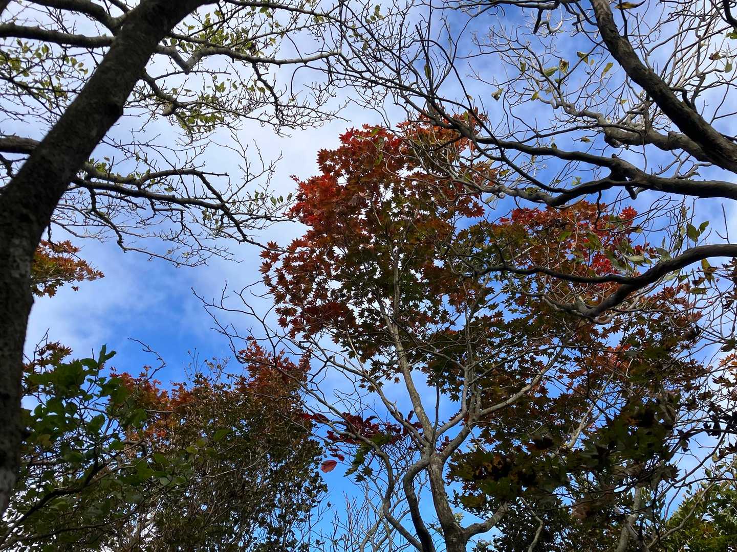 青空が出て、紅葉が少し目立つように