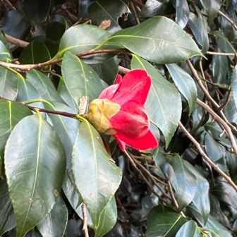 愛らしい椿の花。
横顔も後ろ姿もかわいいのだ。