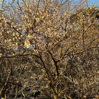 梅の花もかなり咲いていました
春はすぐそこ