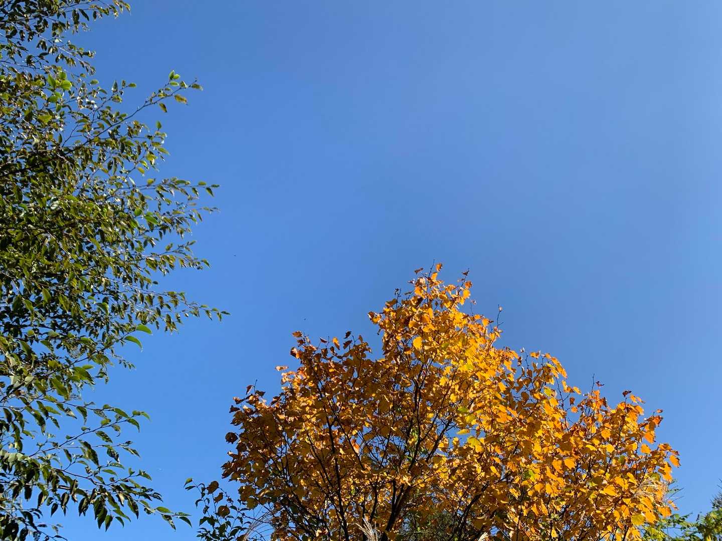 青空に映える紅葉🍁
今日も良いお天気✨