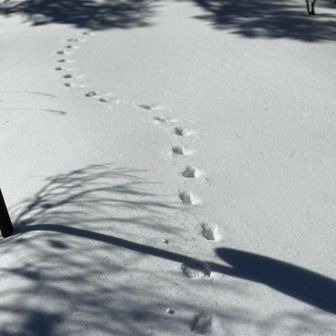 かわゆい 動物達の 🐾が あちこちに☺️
