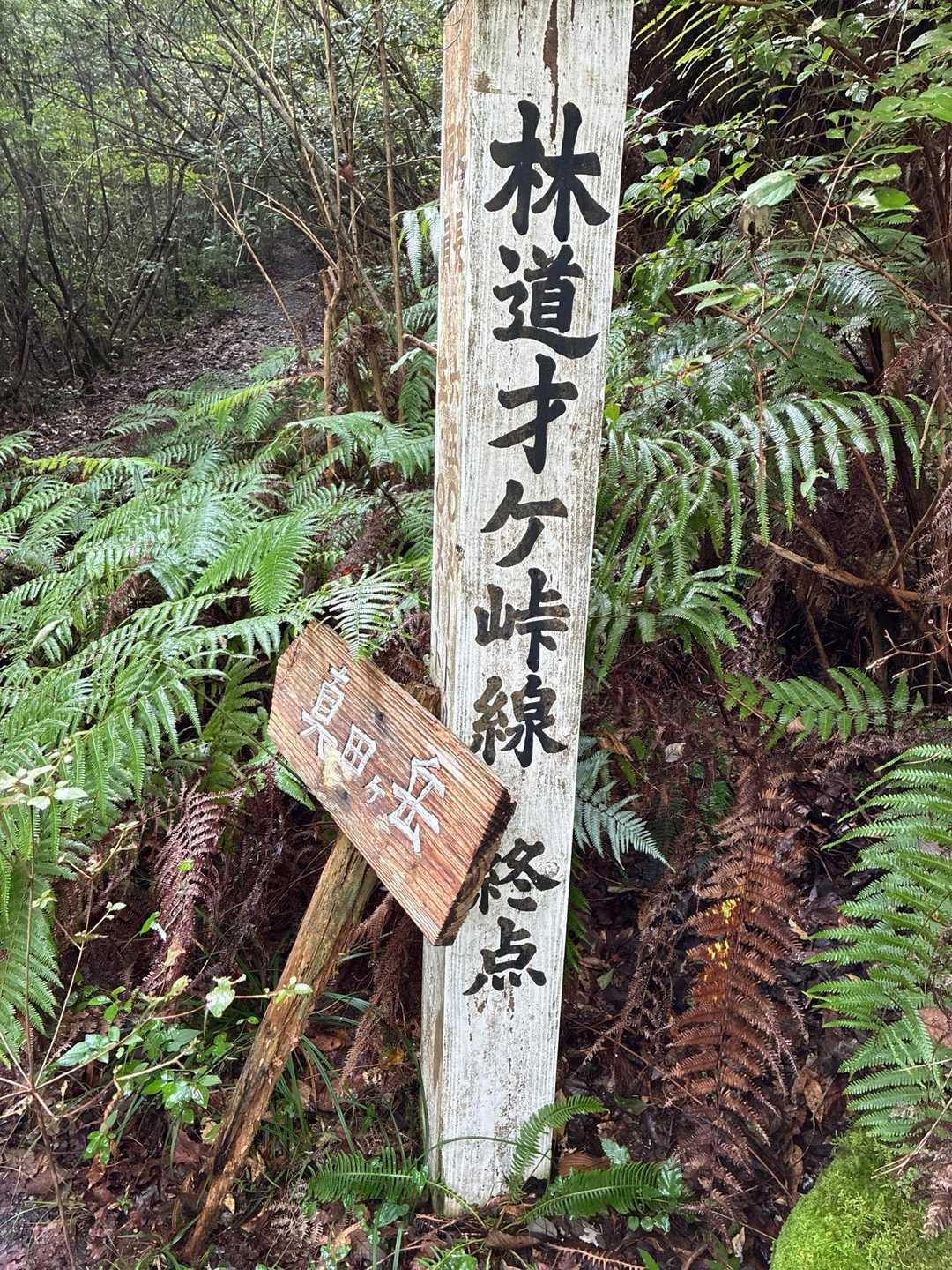 約30分ほど林道を歩いて行く！