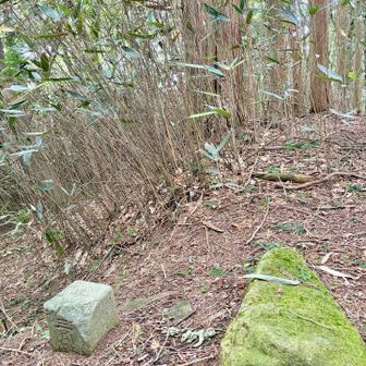 2回目のピストンの後、
久しぶりにきのこ山の山頂へ🍄‍🟫
林道にいたメマトイムシはこの辺りにはいなくて超快適でした✨