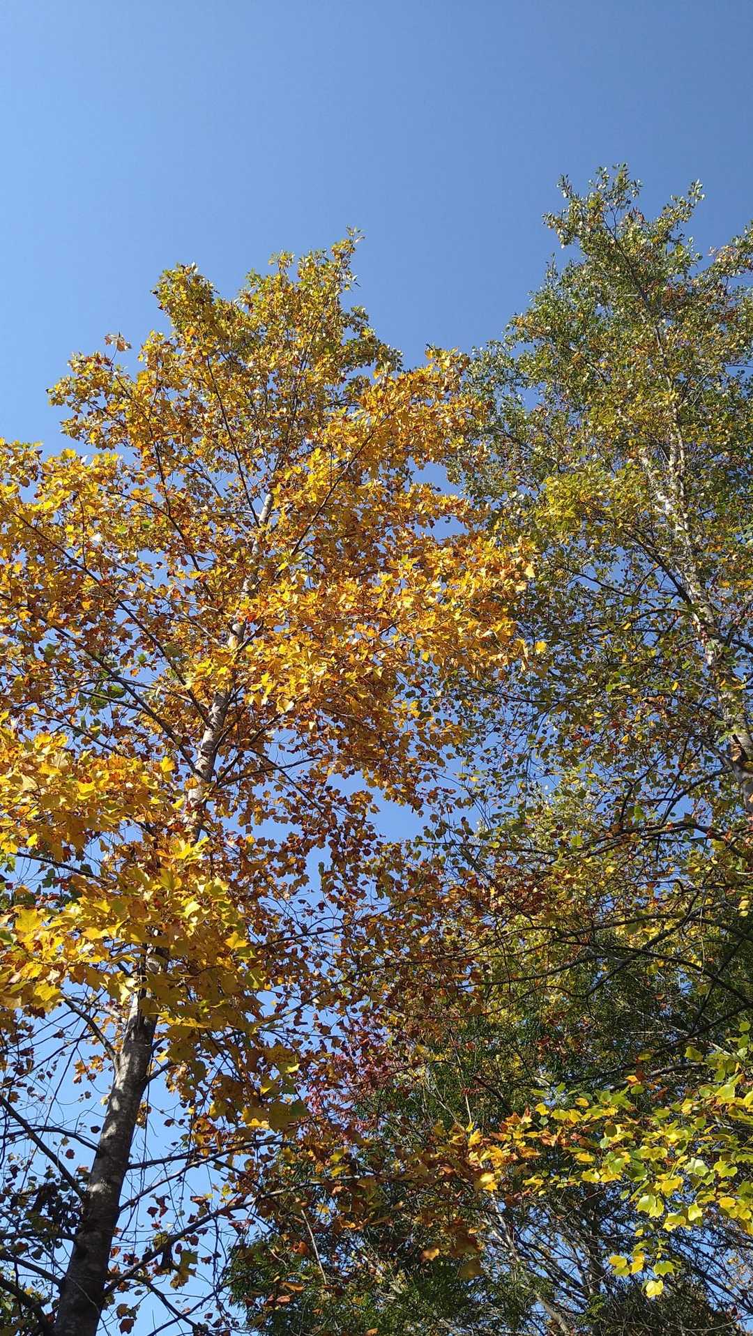 気づけば紅葉進んでるな