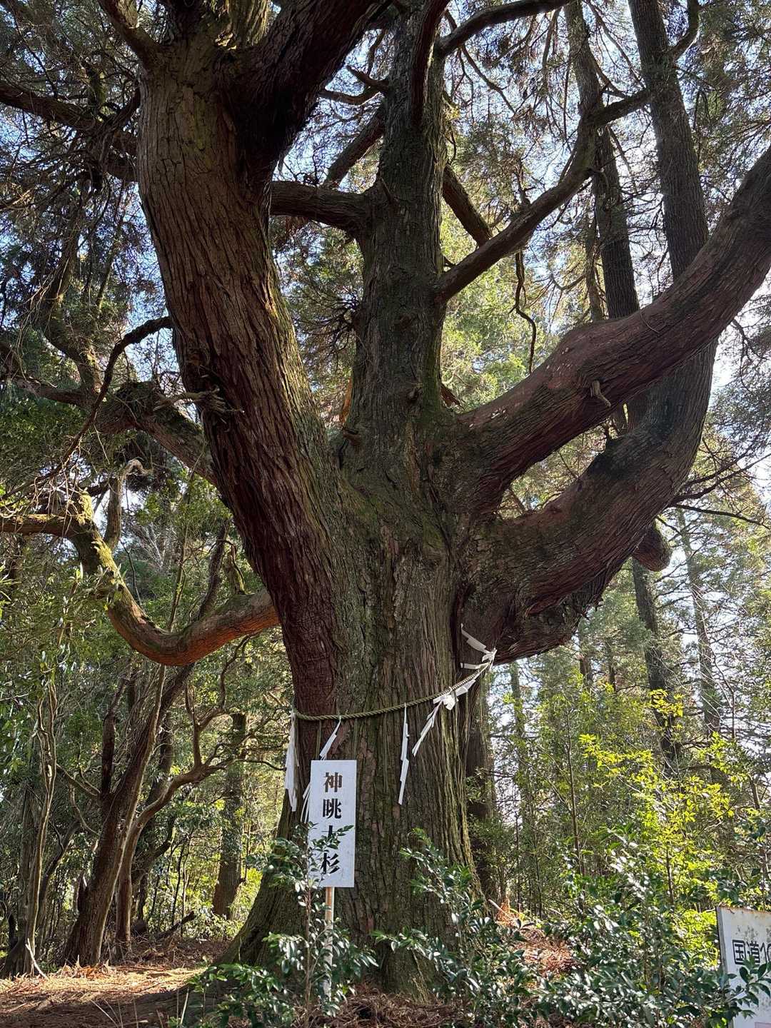 尺間山 往復コースの写真