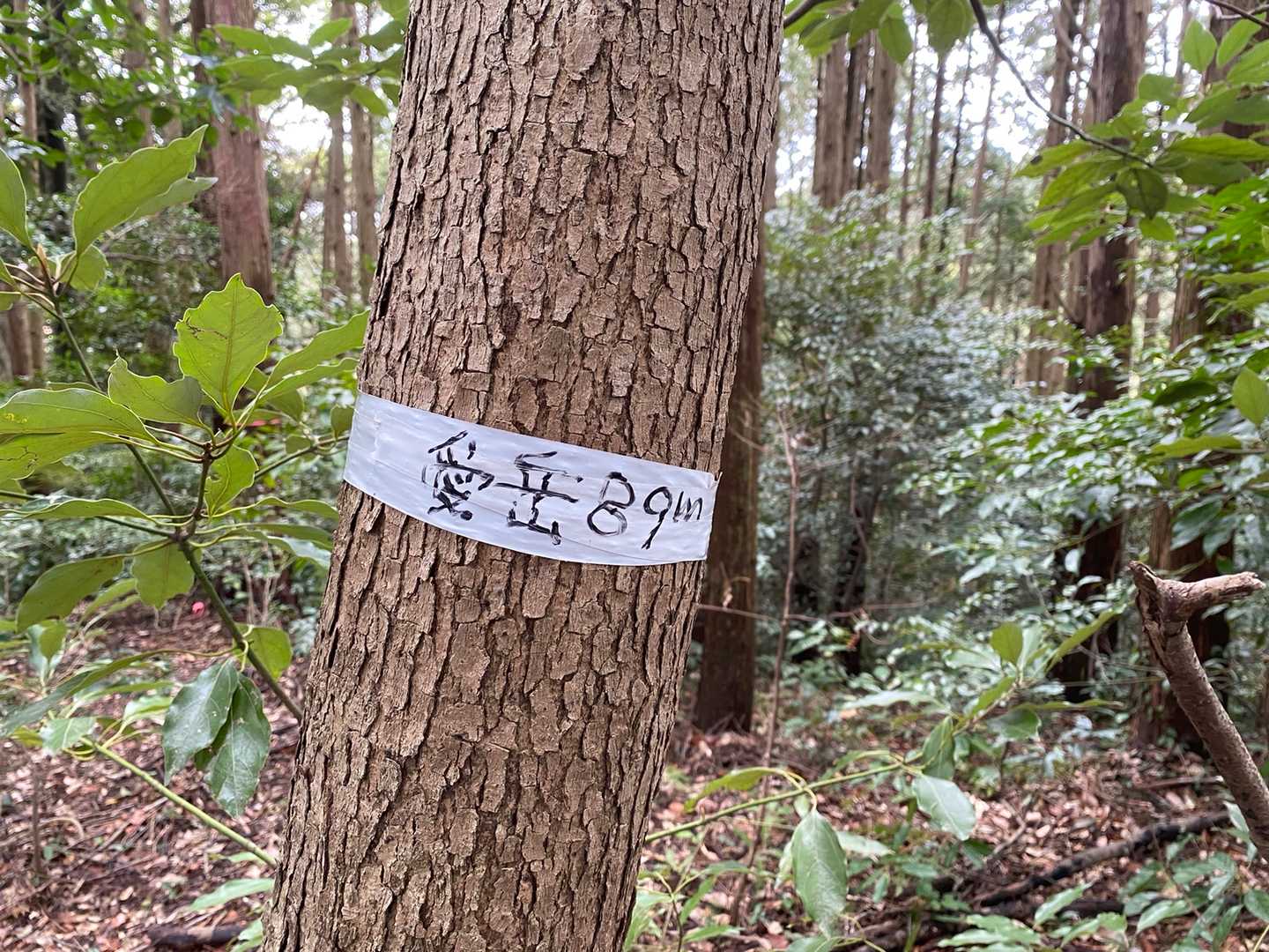愛岳（福岡県宗像市）の写真