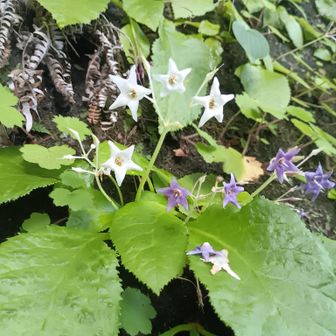 全部で１０か所くらい咲いていました。
満足満足。
でも通りかかる登山客は誰一人立ち止まって見たりも写真を撮ったりもしませんね。
まあ、小さいもんね。
