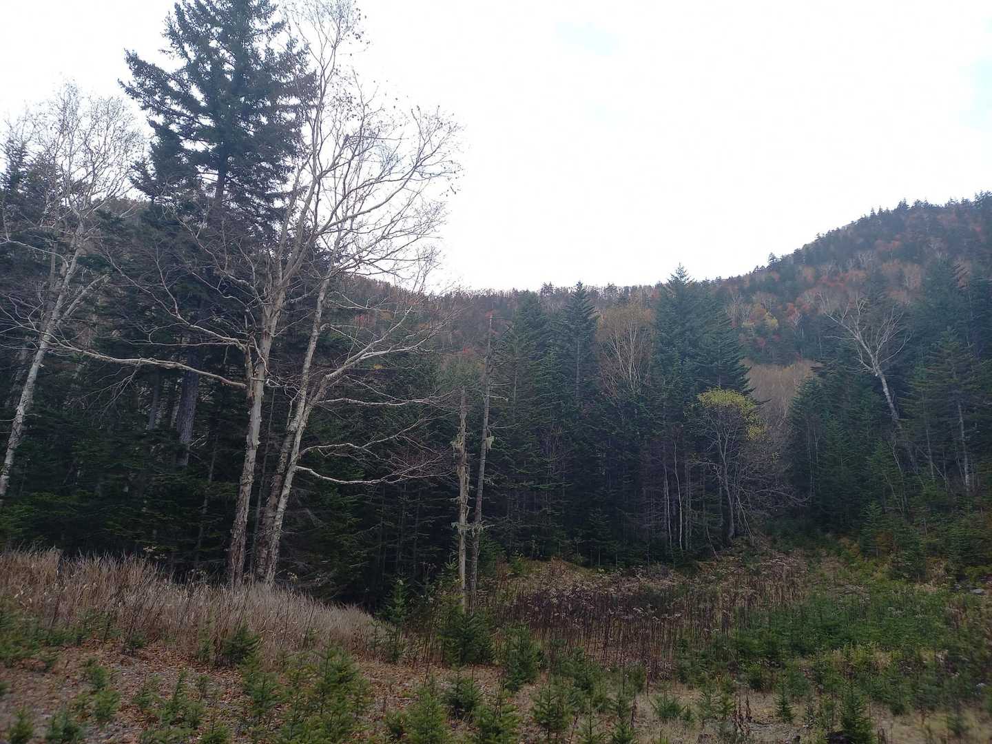 登山口近く、見上げると綺麗な紅葉。写真だとぜんぜん写ってない残念。
いつも歩いてる登山道に、雪が積もるとこんなに滑って怖いんだって事経験しました。
こんなに慎重に下ったの初めてです。
一山ひとやま勉強です✨