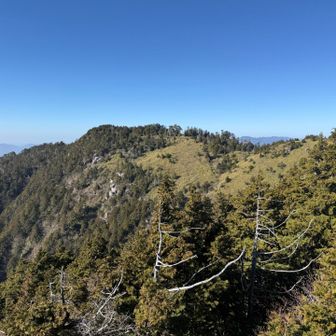 山頂は茂みの中