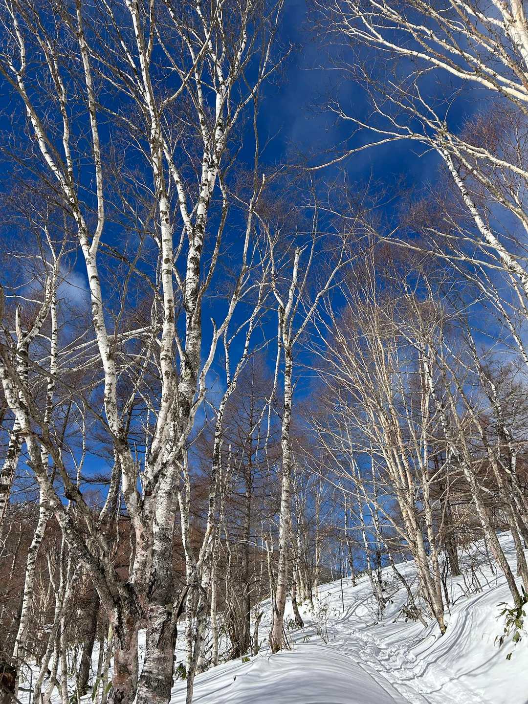 角間峠-角間山 往復コースの写真