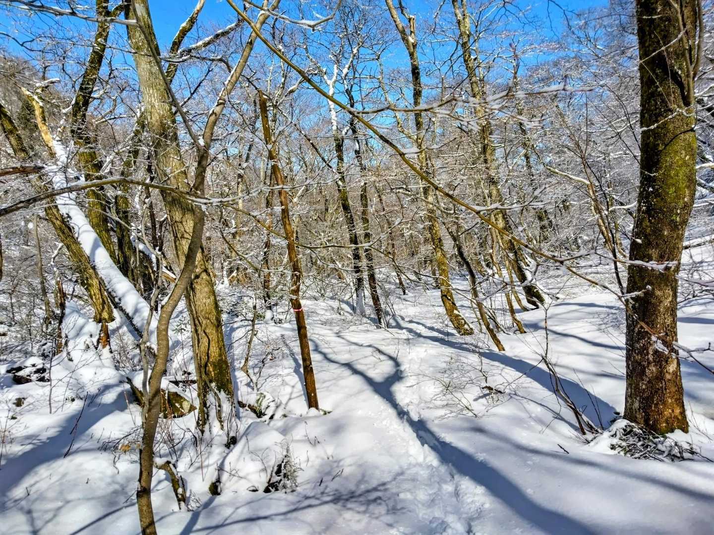 静かな登山道‼️