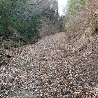 登山道入り口は、枯れ葉の広がったコンクリート舗装の登り