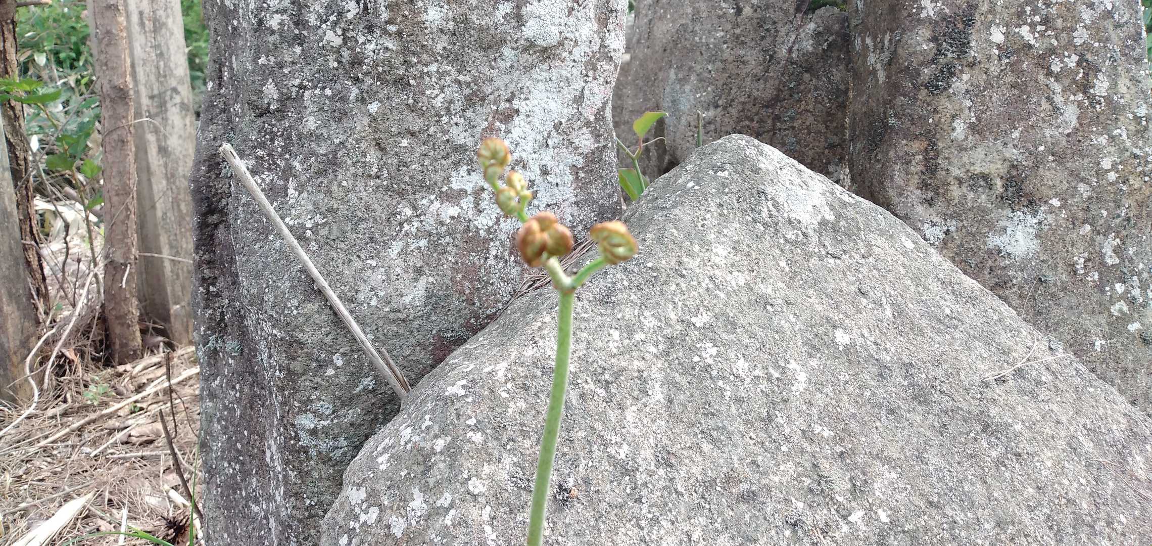 蕨（ワラビ）も生える