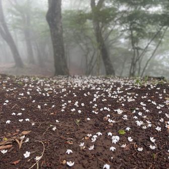 雪のように散る花🥰