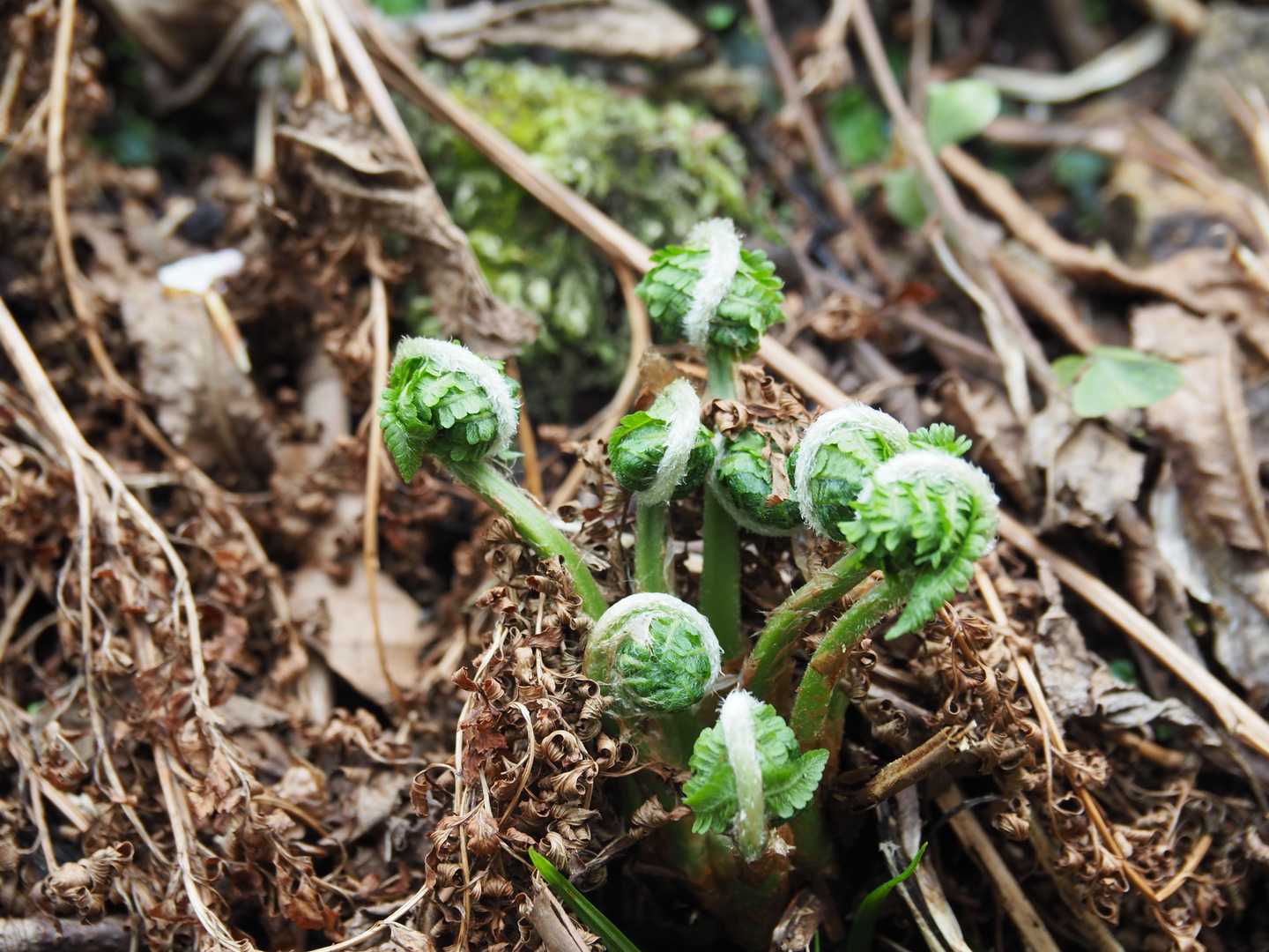 芽キャベツみたい