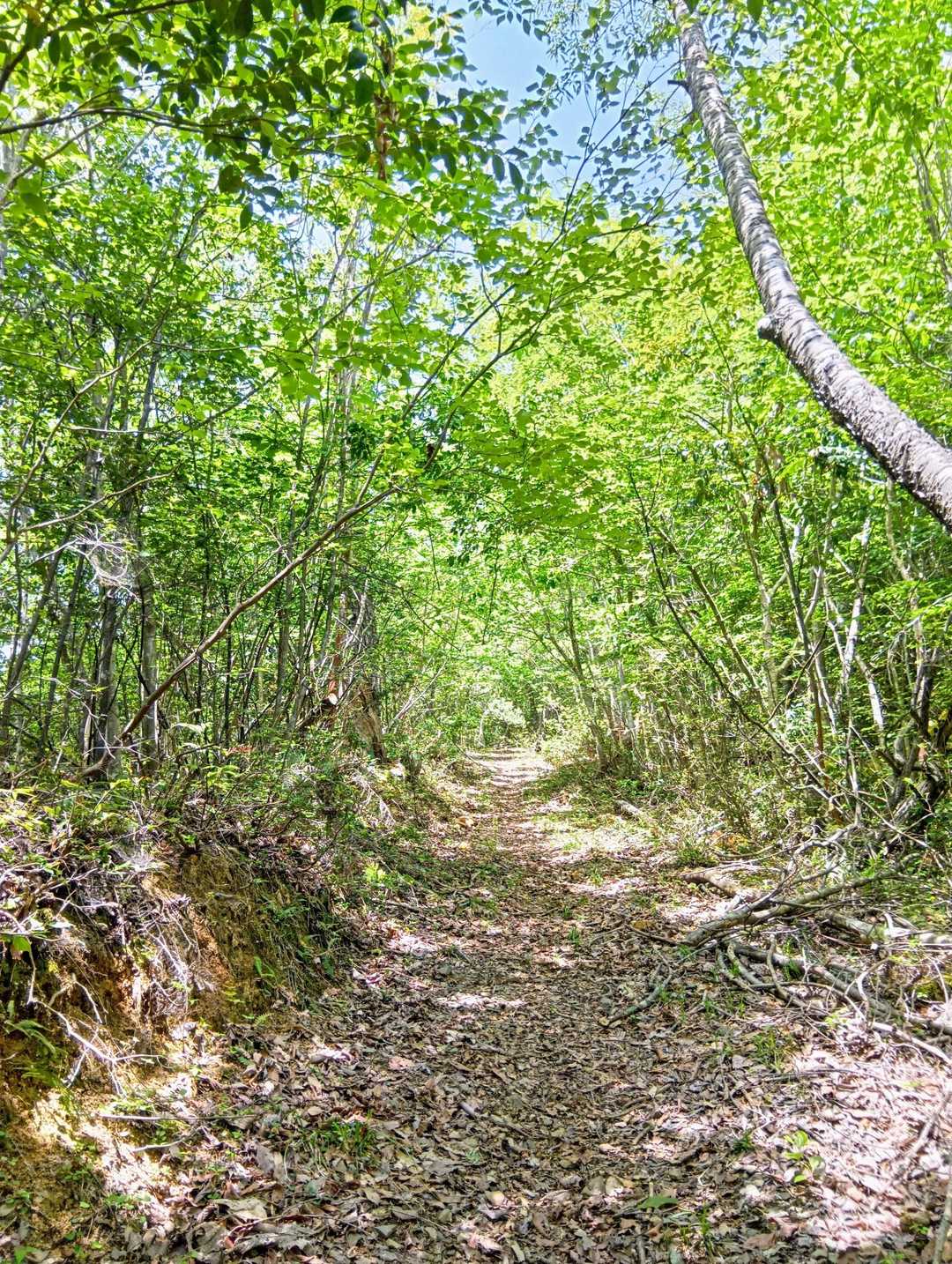 ゆるやかな登山道✨️