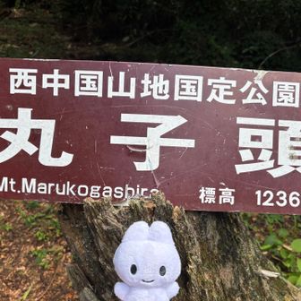 ぴょこん