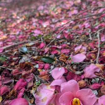 おっとツバキも参戦だ