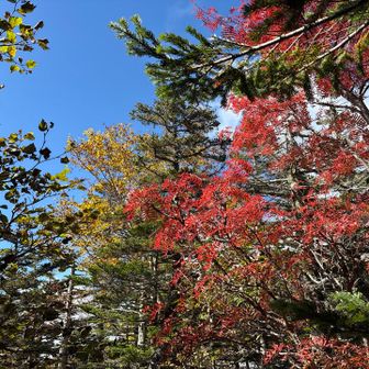 青空に赤が映える。
でも思ったより紅葉🍁は。。。
進んでない。