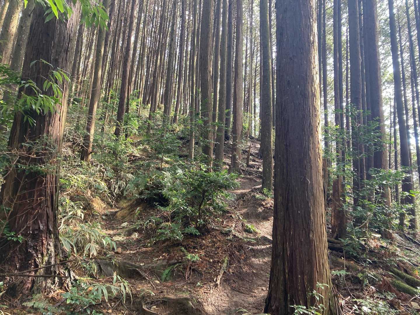 なかなかの急登続き。やっぱりヒーヒー言いながら登っていきます。
この感じ金剛山のババ谷になんとなーく似ているんです💧低山と侮るなかれ…

それと今回はマイナー山のためかあまり人に会わない。これが寂しいのよ😫