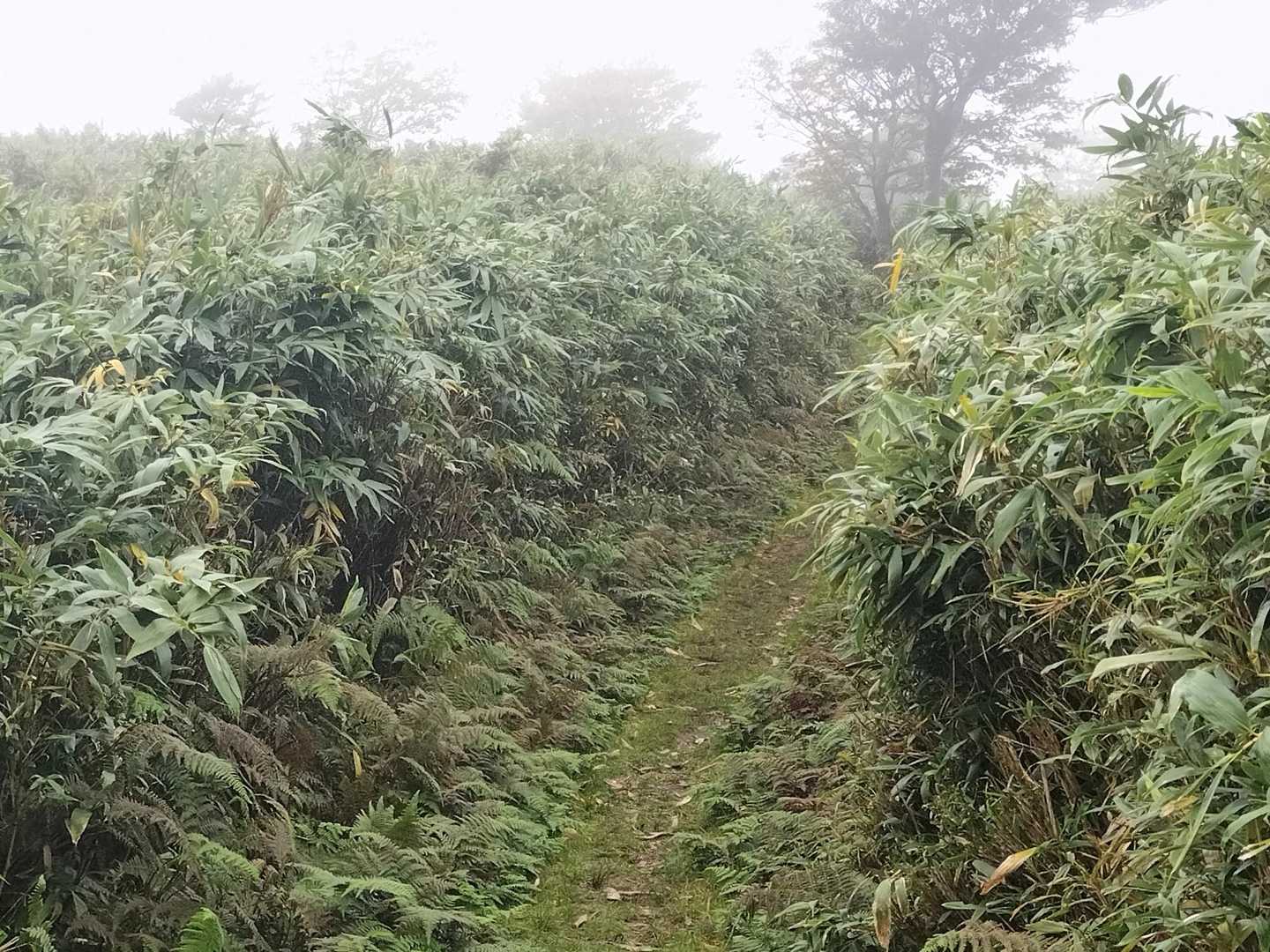 登り🙄...
なんだか、箱根の明神ヶ岳をピストンした時の登り返しを思い出しました...。

もっと高く笹に覆われていたなぁ...。