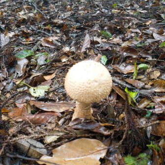 キノコ🍄🍄🍄