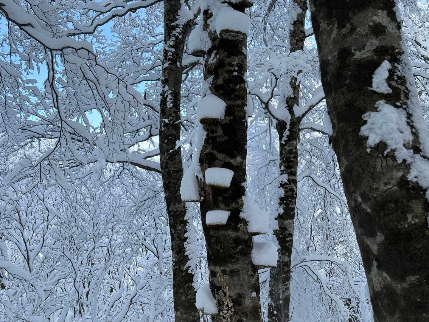 面白いです