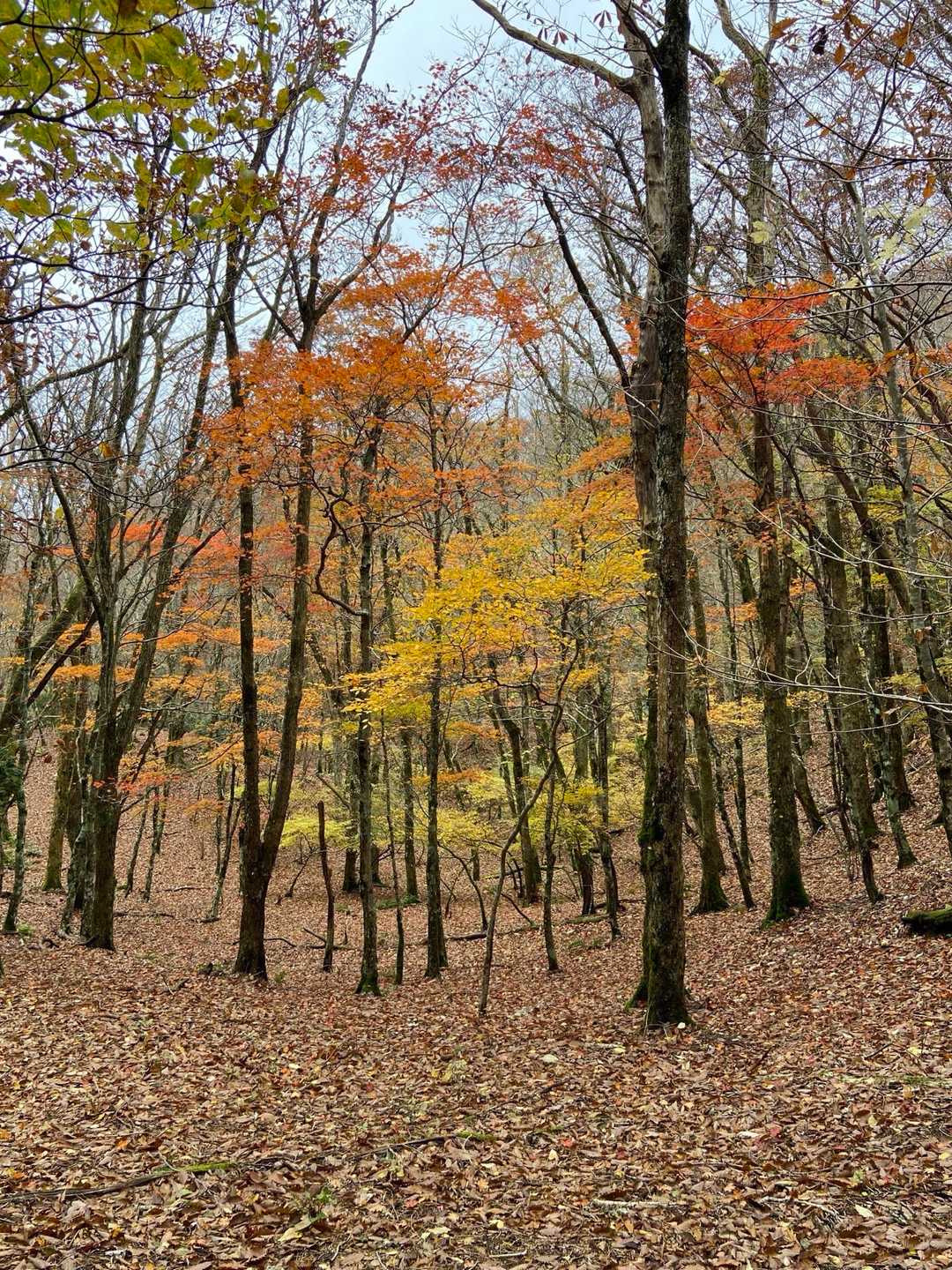 高見峠-雲ヶ瀬山-ハッピのタワ-ハンシ山-伊勢辻山-赤ゾレ 往復コースの写真
