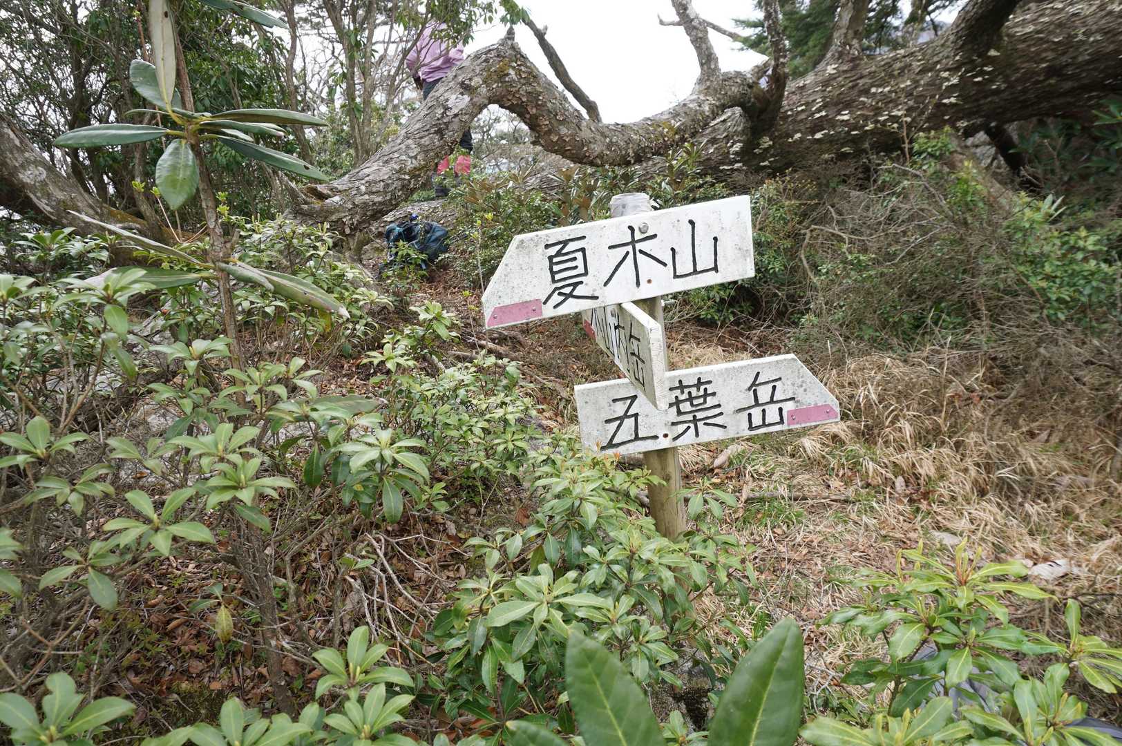要山山頂にある、木山内岳への尾根に向かう分岐