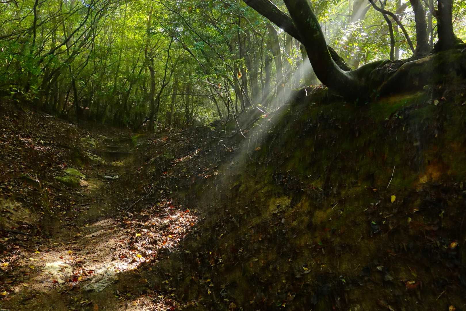不動寺-太神山 往復コースの写真