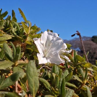 この辺りは日当たり良くて暖かい
ツツジが咲いていました