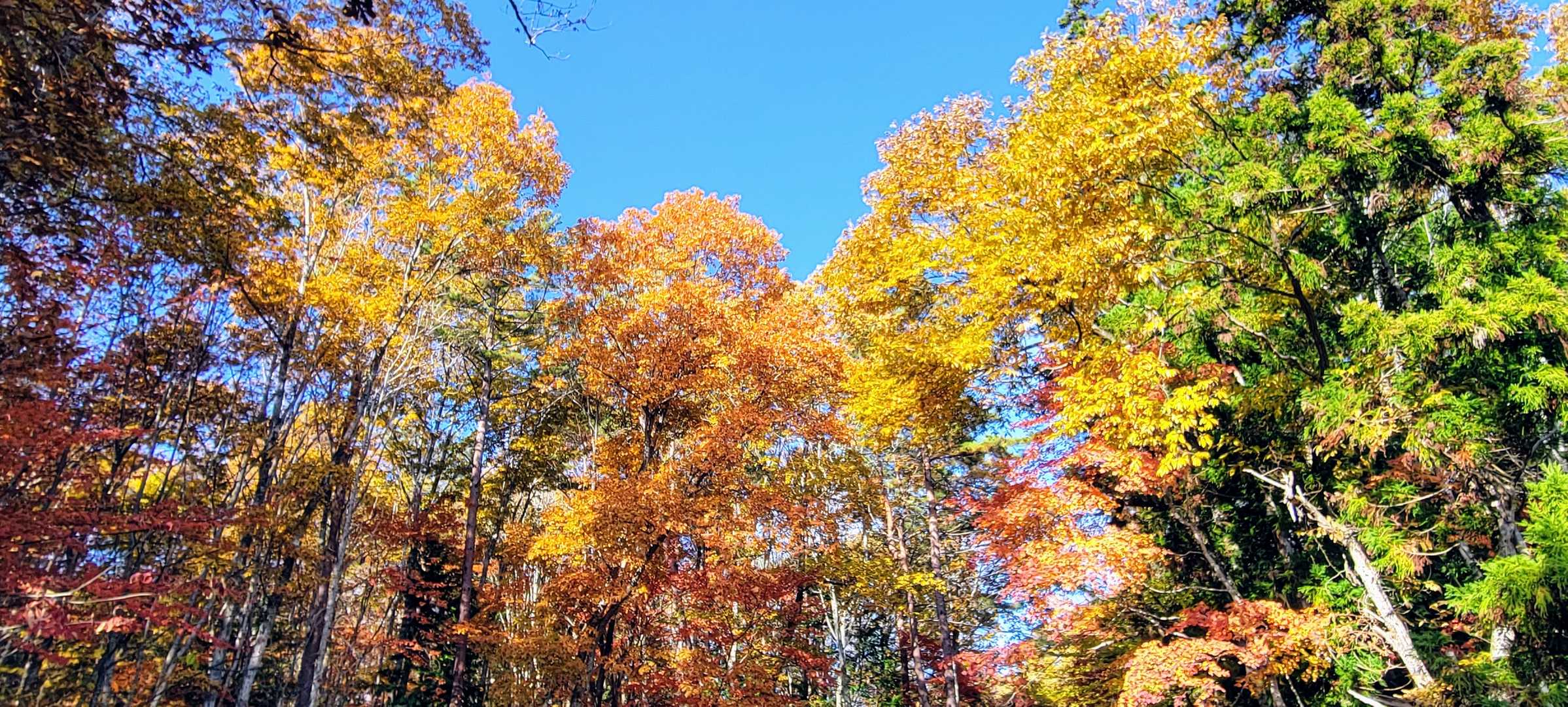 紅葉🍁