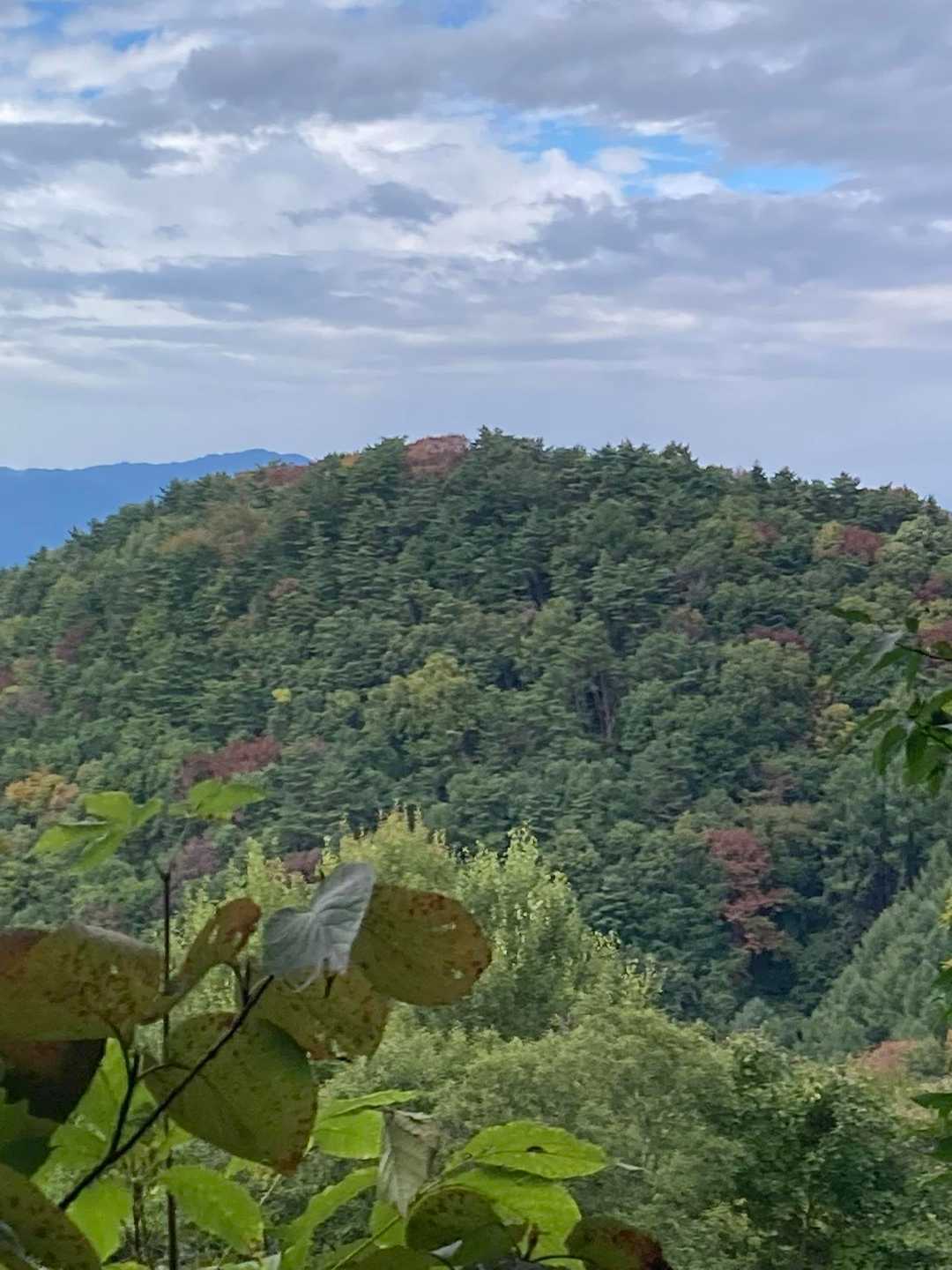 紅葉はまだ